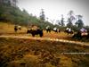 yaks resting in phedang