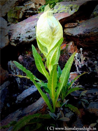 brahma kamal