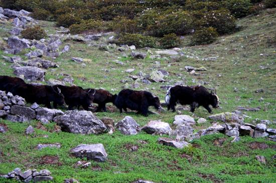 free wild yaks roaming around the village