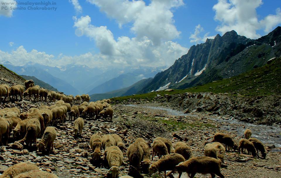 Sheeps Grazing on Kashmir Great Lakes Trek