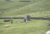 day3 photo - sheep grazing in bedni bugyal