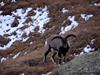 ibex seen on tapovan trek