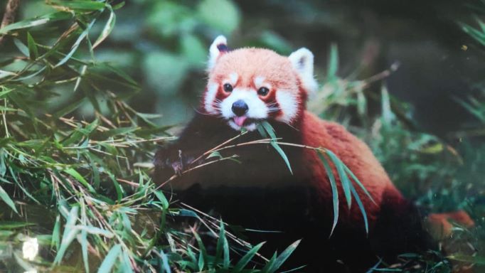 red panda sandakphu trek