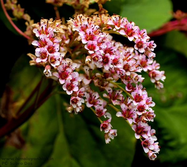 amazing flora of sandakphu trek