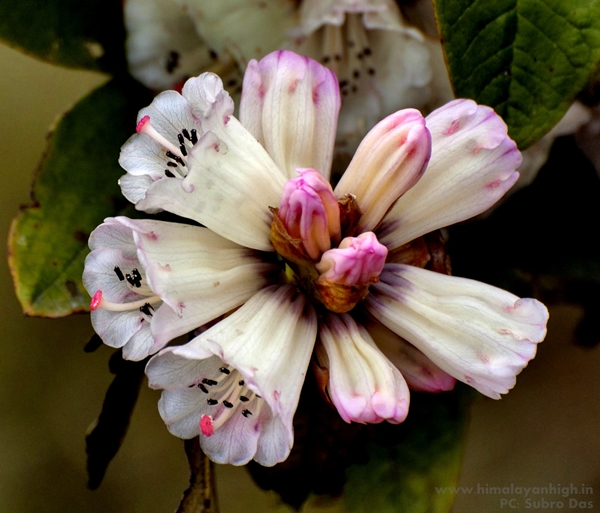 Sandakphu Flora By SubhroDas _DSC1252
