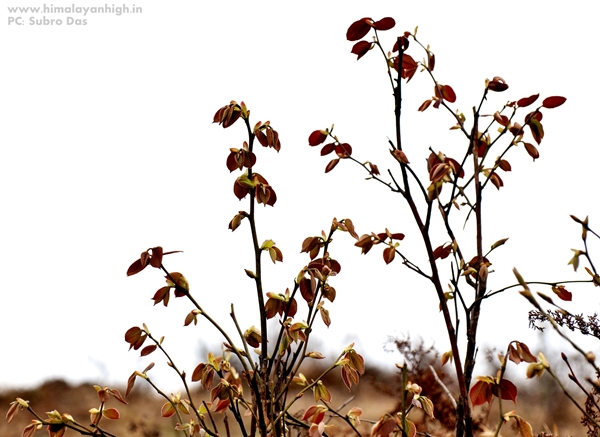 Sandakphu Flora By SubhroDas _DSC1270