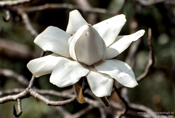 Sandakphu Flora By SubhroDas _DSC1303