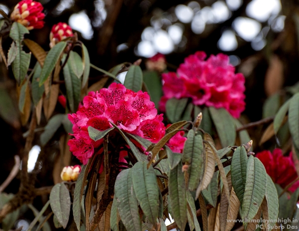 Sandakphu Flora By SubhroDas _DSC1335