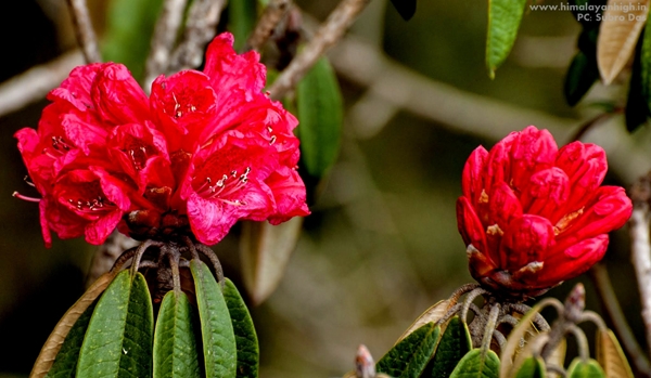 Sandakphu Flora By SubhroDas _DSC1361