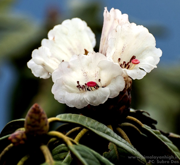 Sandakphu Flora By SubhroDas _DSC1368