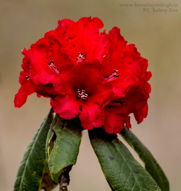 Sandakphu Flora By SubhroDas _DSC1542