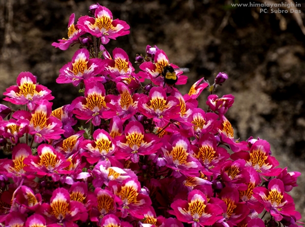 Sandakphu Flora By SubhroDas _DSC2697