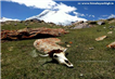 day6 photo - markha valley trek day6 the magical peaks of kang yatse