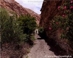 markha-valley-trek-_markha-valley-trek-approaching-markha.jpg