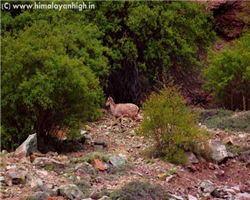 markha-valley-trek-_markha-valley-trek-blue-sheep-in-chuskyirmo.jpg