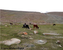 markha-valley-trek-_markha-valley-trek-nimaling-on-markha-trek.jpg