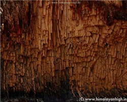 markha-valley-trek-_markha-valley-trek-various-rock-forms-of-ladakh-near-hankar.jpg