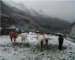 shang-la---matho-la-trek_shang-la--matho-la-trek-img_20150609_194913.jpg