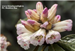 day6 photo - sandakphu phalut trek day6 white rhododendron blooms on sandakphu trek