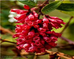 sandakphu-phalut-trek_sandakphu-phalut-trek-beautiful-flowers-sandakphu.jpg