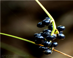 sandakphu-phalut-trek_sandakphu-phalut-trek-berries.jpg