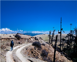 sandakphu-phalut-trek_sandakphu-phalut-trek-enroute-phalut.jpg