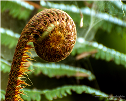 sandakphu-phalut-trek_sandakphu-phalut-trek-fiddlehead-lingra.jpg