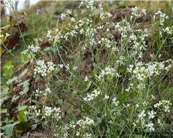 sandakphu-phalut-trek_sandakphu-phalut-trek-flowery-heaven.jpg