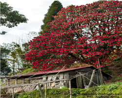 sandakphu-phalut-trek_sandakphu-phalut-trek-lali-guras-in-full-bloom.jpg