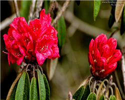 sandakphu-phalut-trek_sandakphu-phalut-trek-red-rododendron-lali-guras.jpg