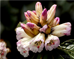 sandakphu-phalut-trek_sandakphu-phalut-trek-rododendron-bud.jpg