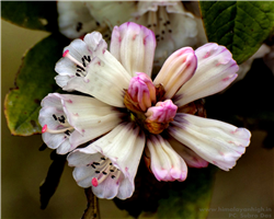 sandakphu-phalut-trek_sandakphu-phalut-trek-rododendron-buds.jpg