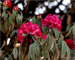 sandakphu-phalut-trek_sandakphu-phalut-trek-rododendron-in-forest.jpg