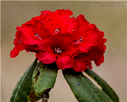 sandakphu-phalut-trek_sandakphu-phalut-trek-rododendron-red-lali-guras.jpg