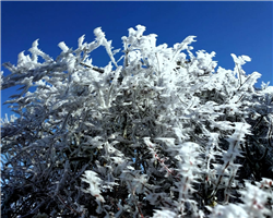 sandakphu-phalut-trek_sandakphu-phalut-trek-surreal-winter.jpg