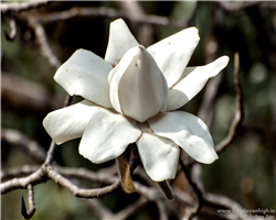 sandakphu-phalut-trek_sandakphu-phalut-trek-white-magnolia.jpg