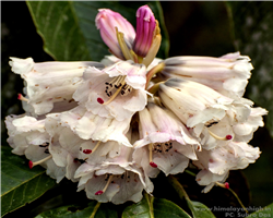 sandakphu-phalut-trek_sandakphu-phalut-trek-white-rododendron.jpg