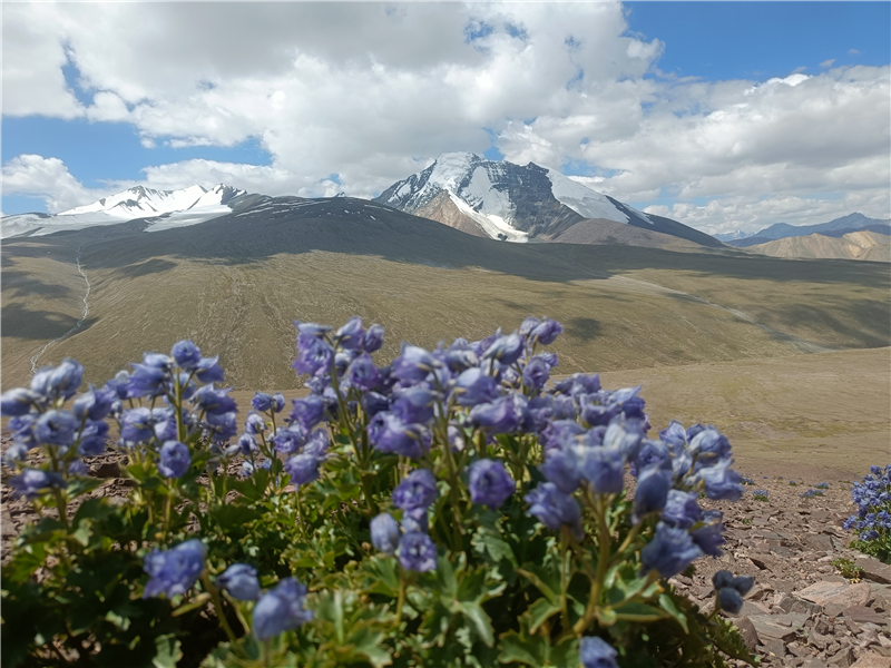  Kang Yatse 2 - Dzo Jongo West Twin Summit Trek highlights 